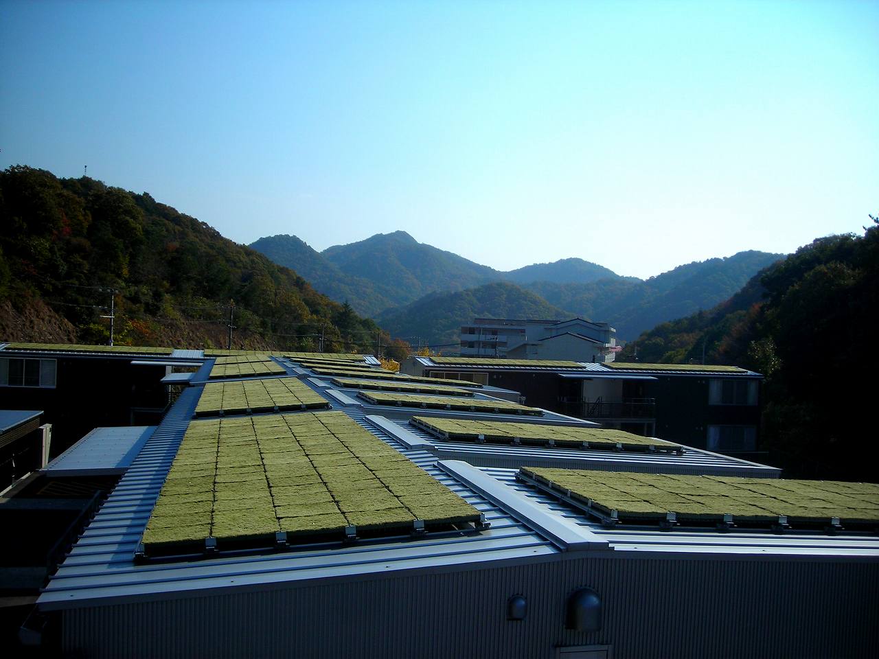 集合住宅の壁面緑化