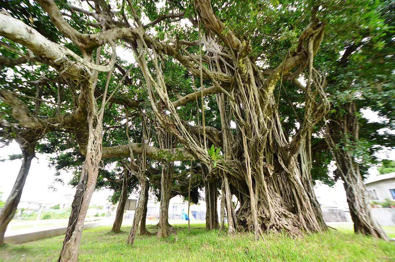 ガジュマルの樹の下で ガジュマルの樹の下で」を大杉の下で🌲 - YouTube