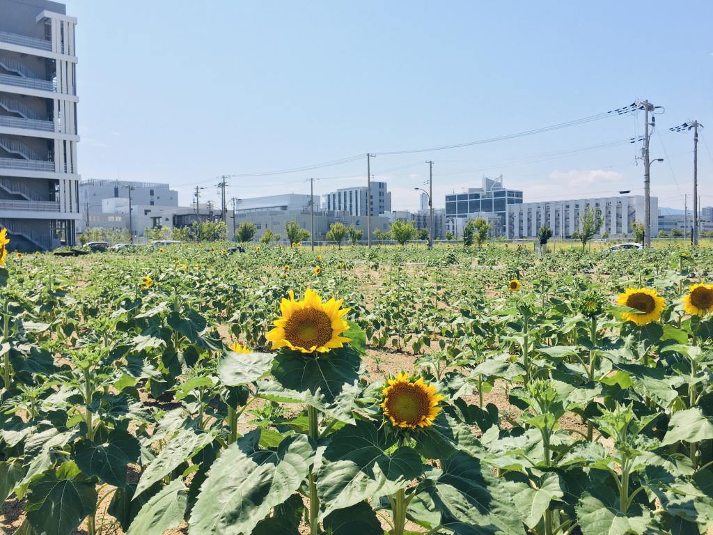 ポートアイランド 北ひまわり広場