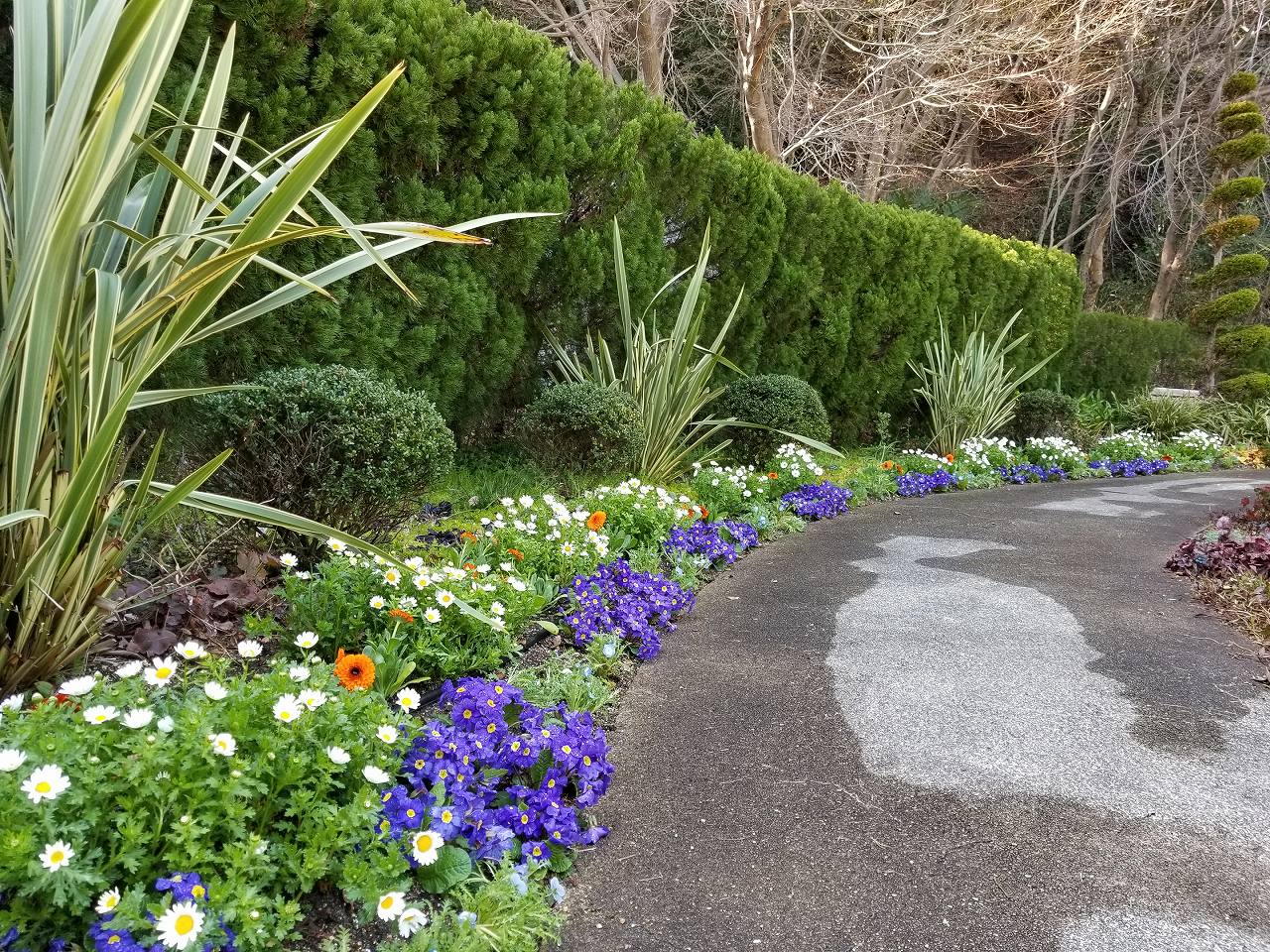 須磨離宮公園花の庭園