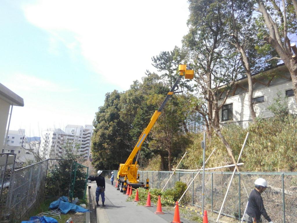 小学校の高木剪定