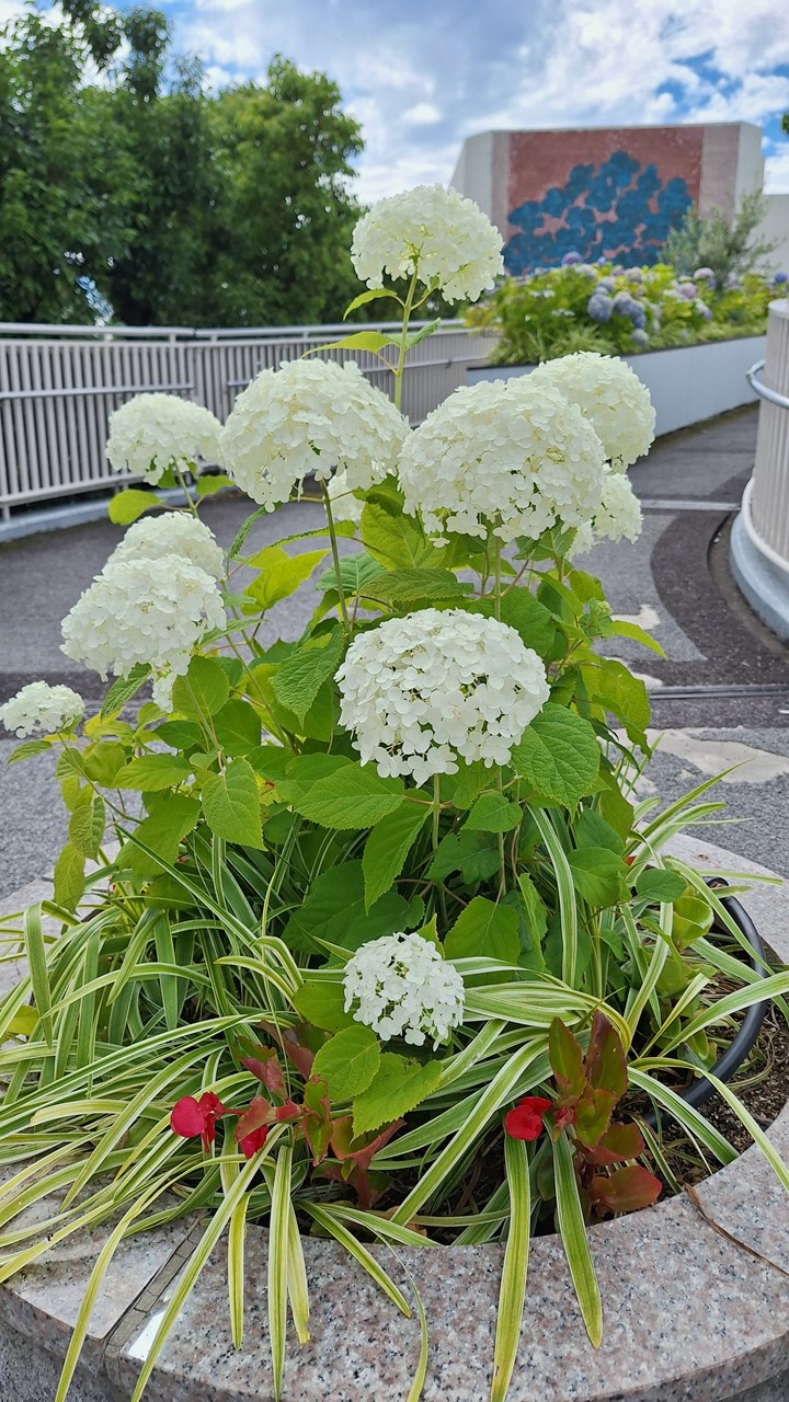 文化ホール前陸橋