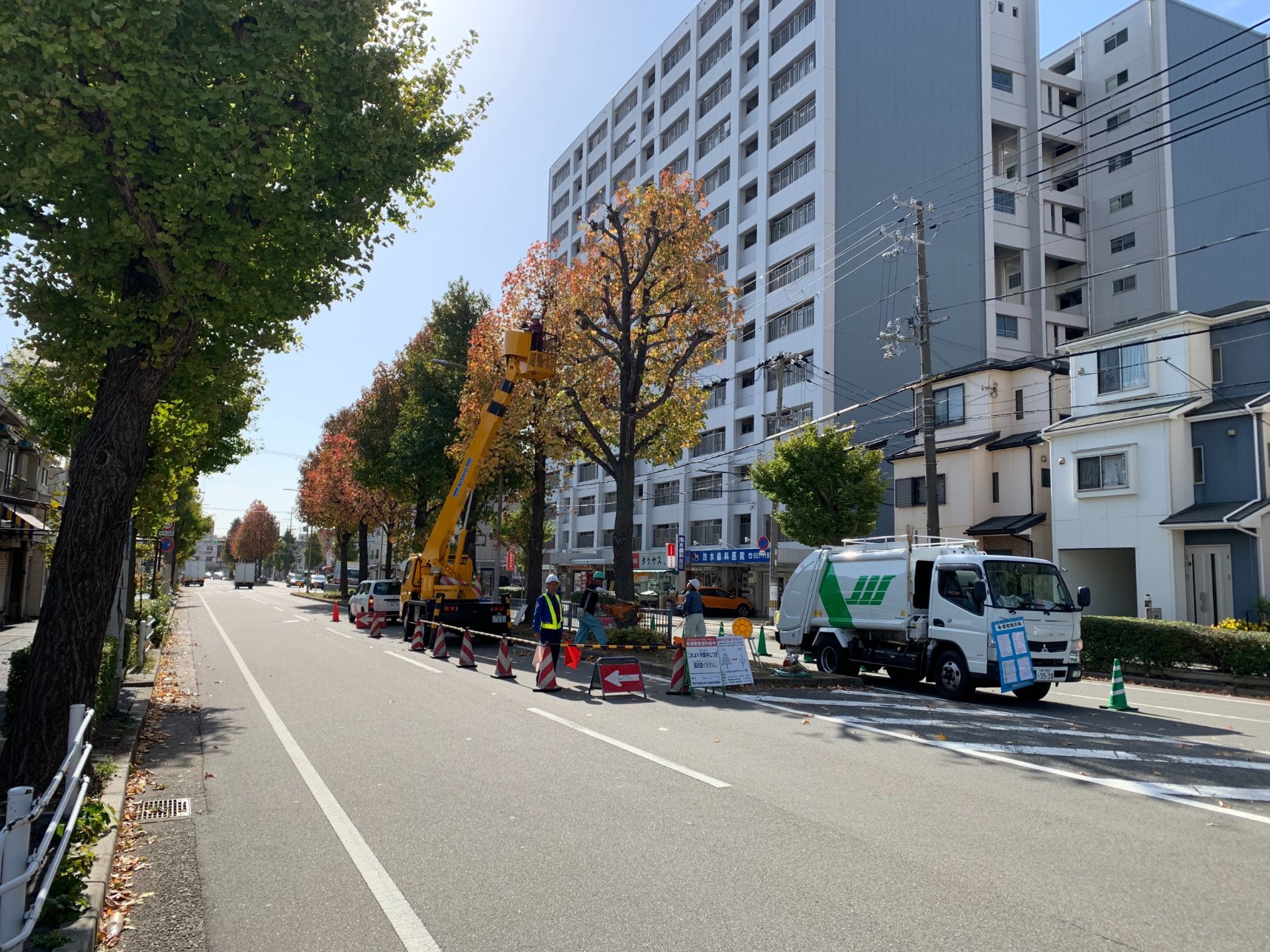 街路樹剪定