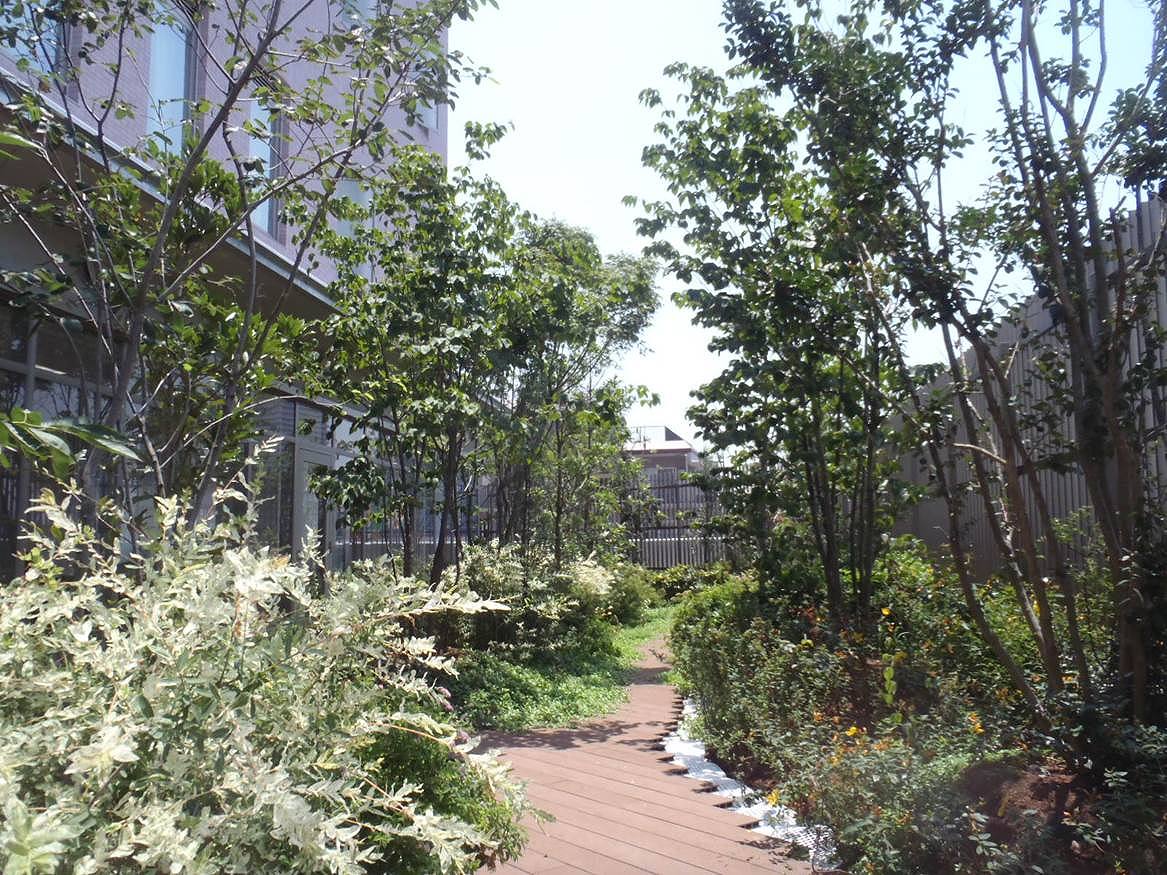 教育施設の屋上緑化