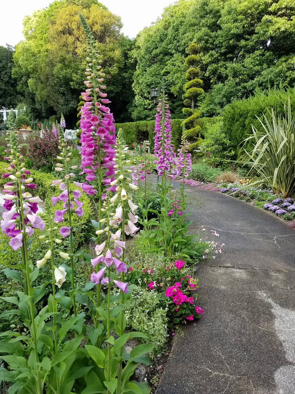 須磨離宮公園花の庭園