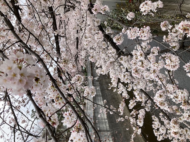 桜が見頃です！
