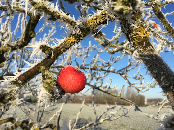 Winterzeit - Apfelzeit