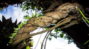 Wild Ayahuasca Vine