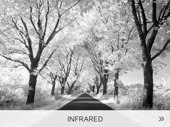 Infrarotfotografie, IR, Infrarat, infrared photography, Allee, Wood-Effekt, Holger Nimtz, fine art, Fotokunst,