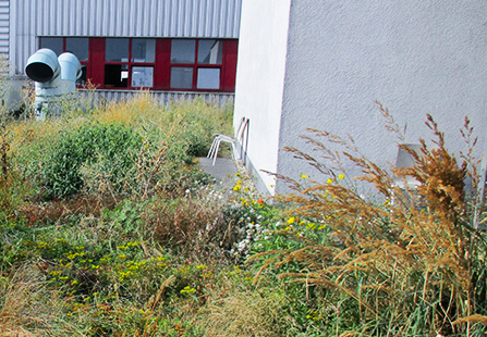 Dachbegrünung Sanierung