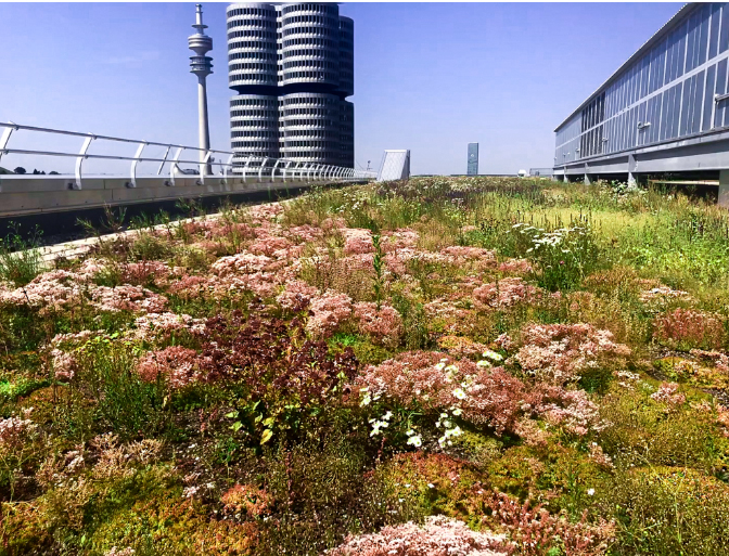 Pflege von Großem Gründach mit Sedum und Kräuter in München
