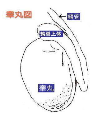 無精子症 睾丸診断 東京 埼玉 群馬の不妊症治療 子宝はり の日本ハリセンター