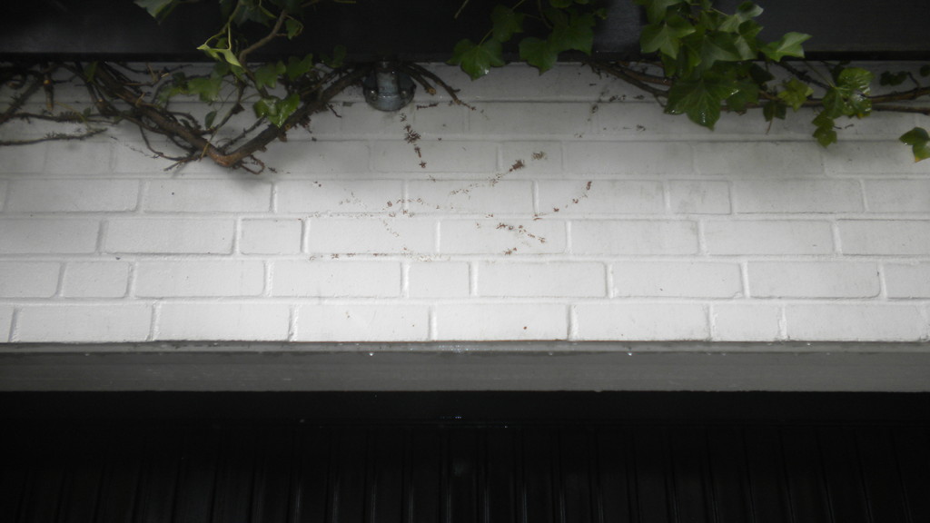 Fassadenreinigung Vorher