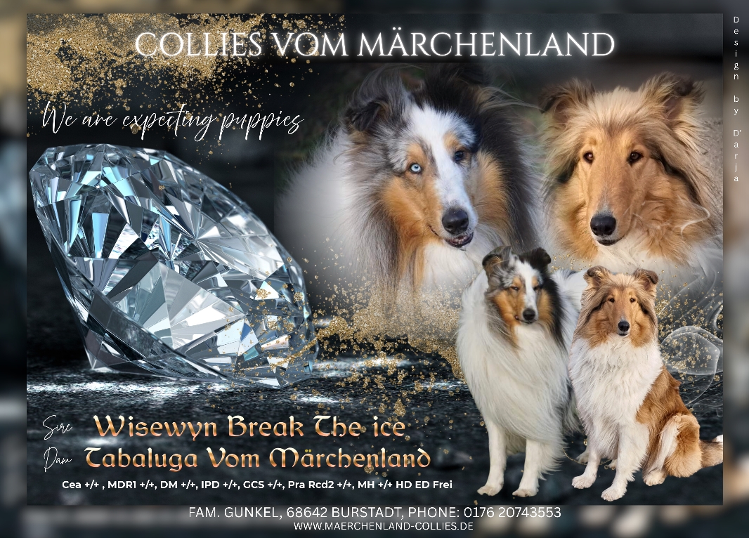 Tabaluga vom Märchenland & Wisewyn Break The Ice Simba.  Die Welpen werden alle Werte +/+ sein