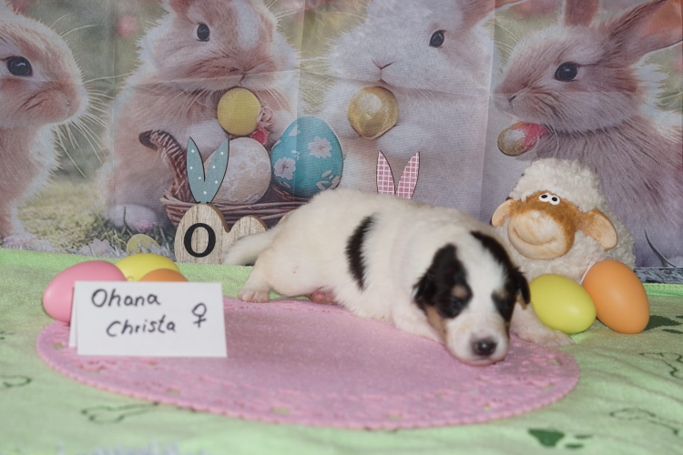 Ohana Christa Hündin CHW Tricolor ( Vergeben )