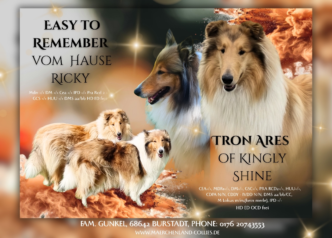 Wir erwarten um den 20.06.2026 Welpen ♡ Eltern : Easy to Remember vom Hause Ricky und Tron Ares of Kingly Shine in Sable und Sable Wf 
