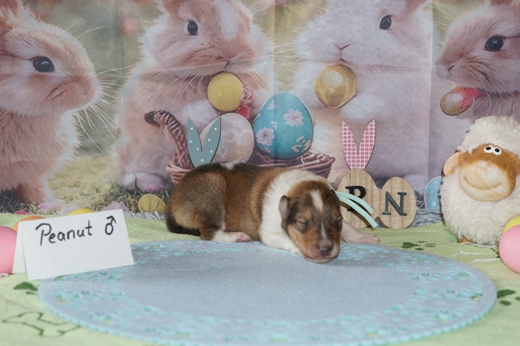 Peanut Yellow Rüde Dark Sable wf ( Vergeben )