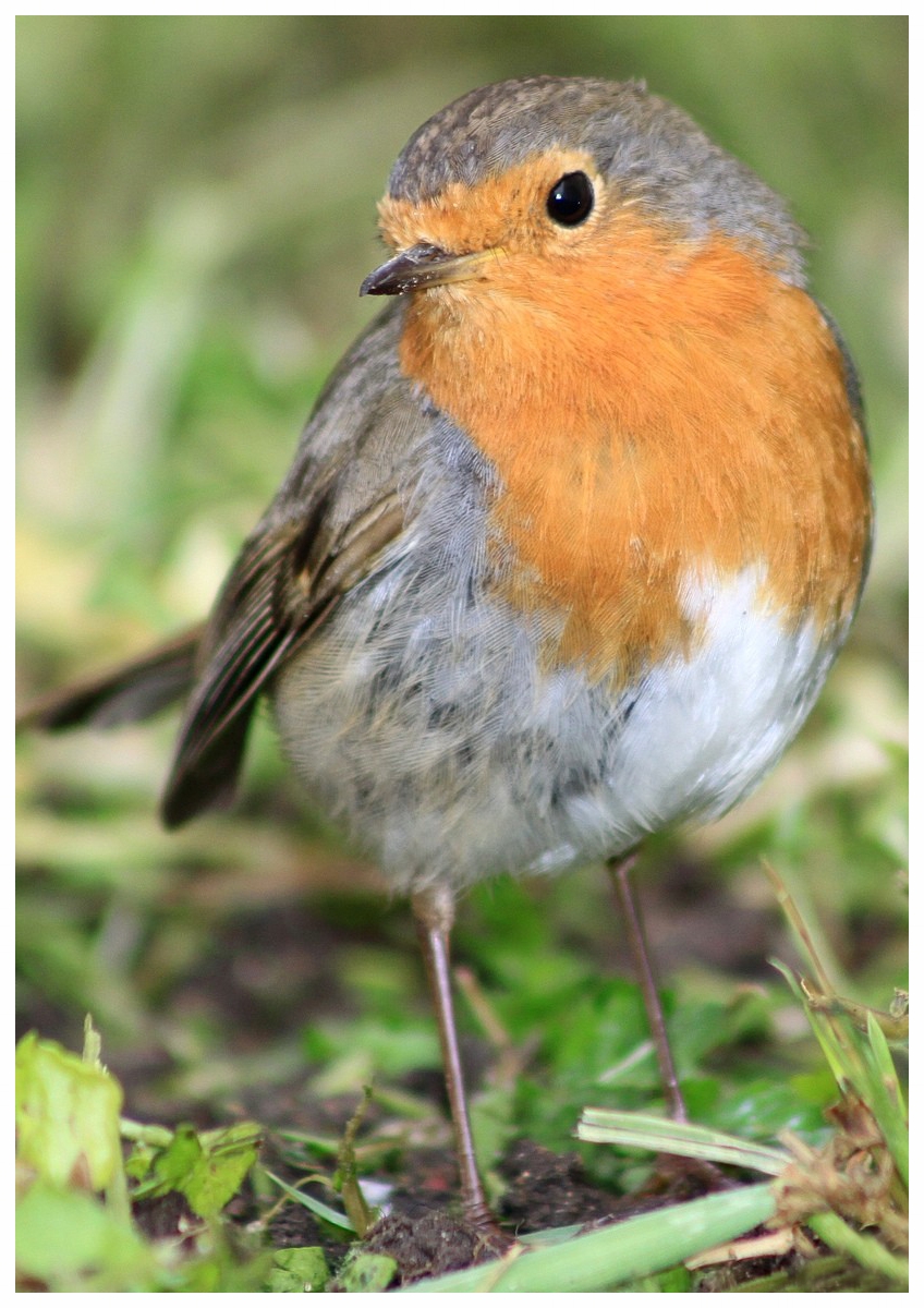 Rouge gorge