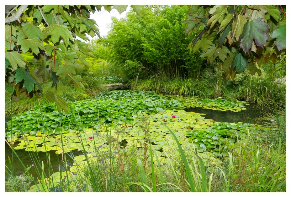 Jardin aquatique Graveson