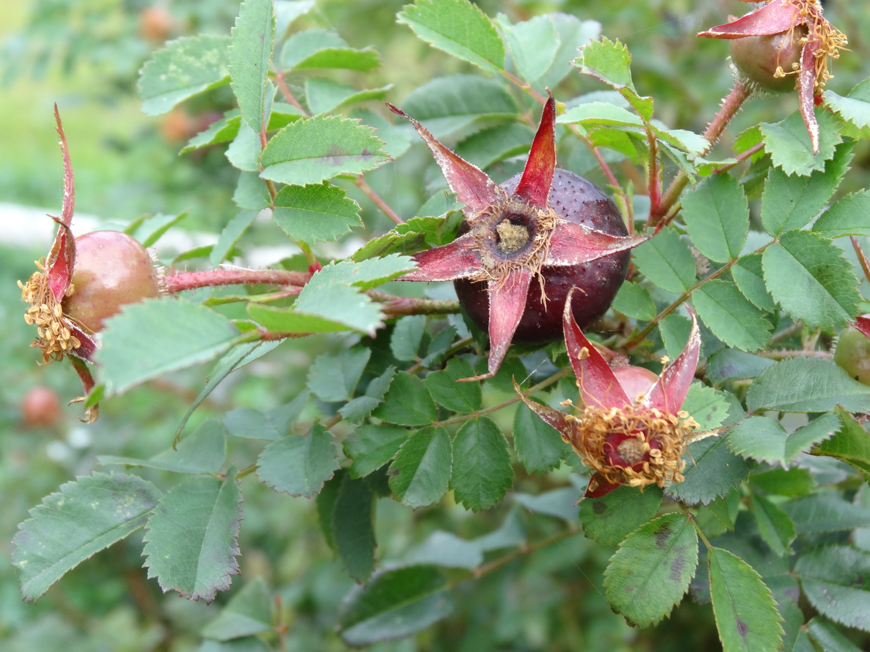 Die dunkelroten Hagebutten der Bibernellrose