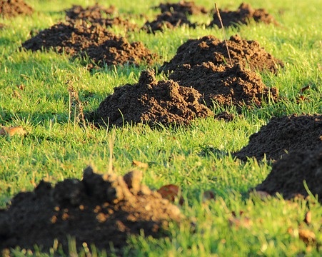 Maulwurfhügel - kein Drama, sondern Natur