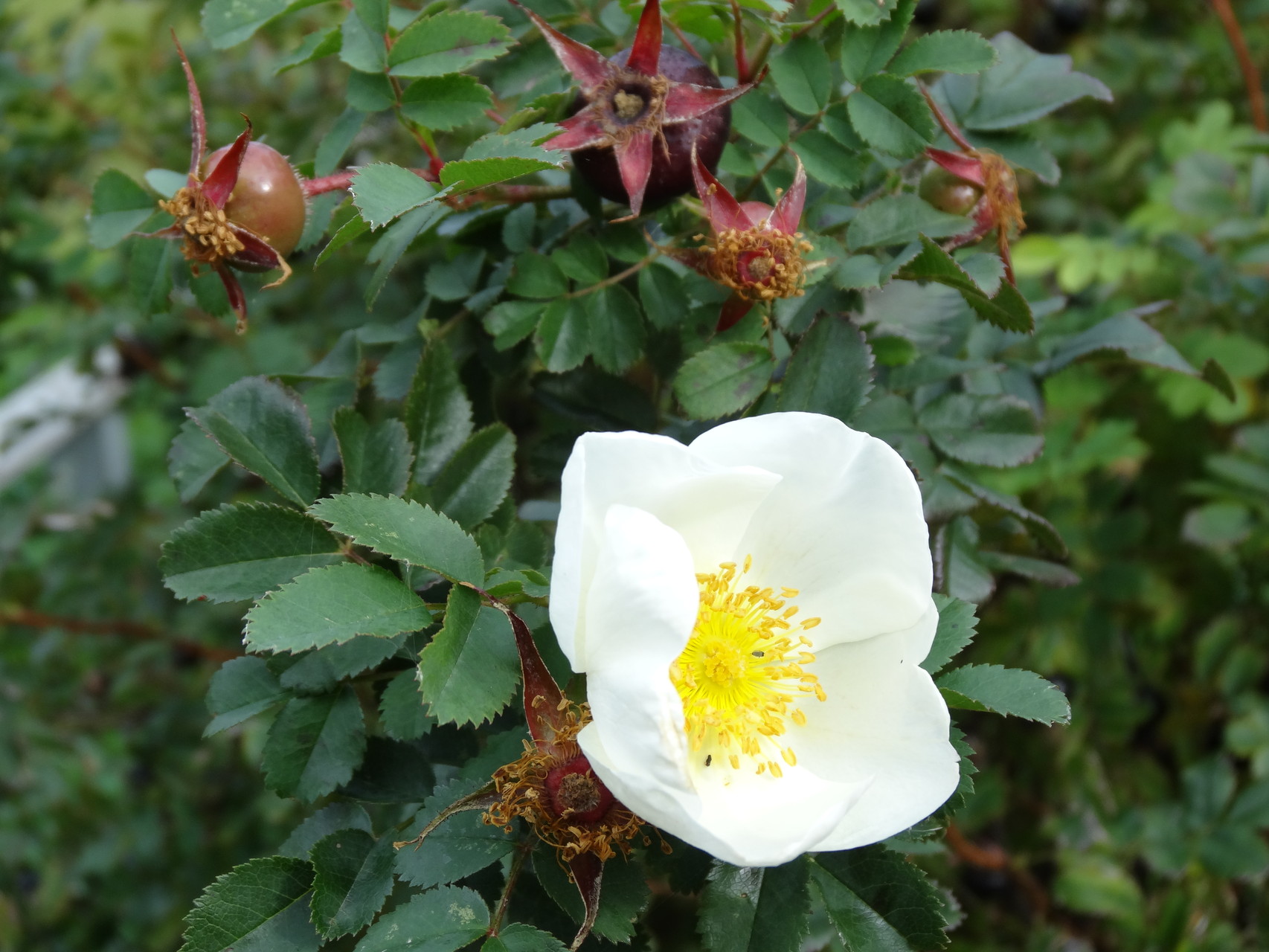 Bibernellrose - Blüte mit dunkelroten Hagebutten