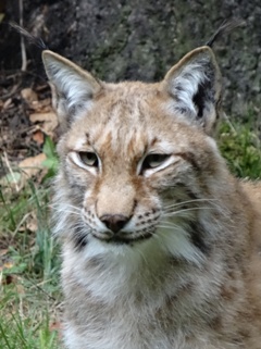 Lynx boréal, Bayerischer Wald (photo Ugo)