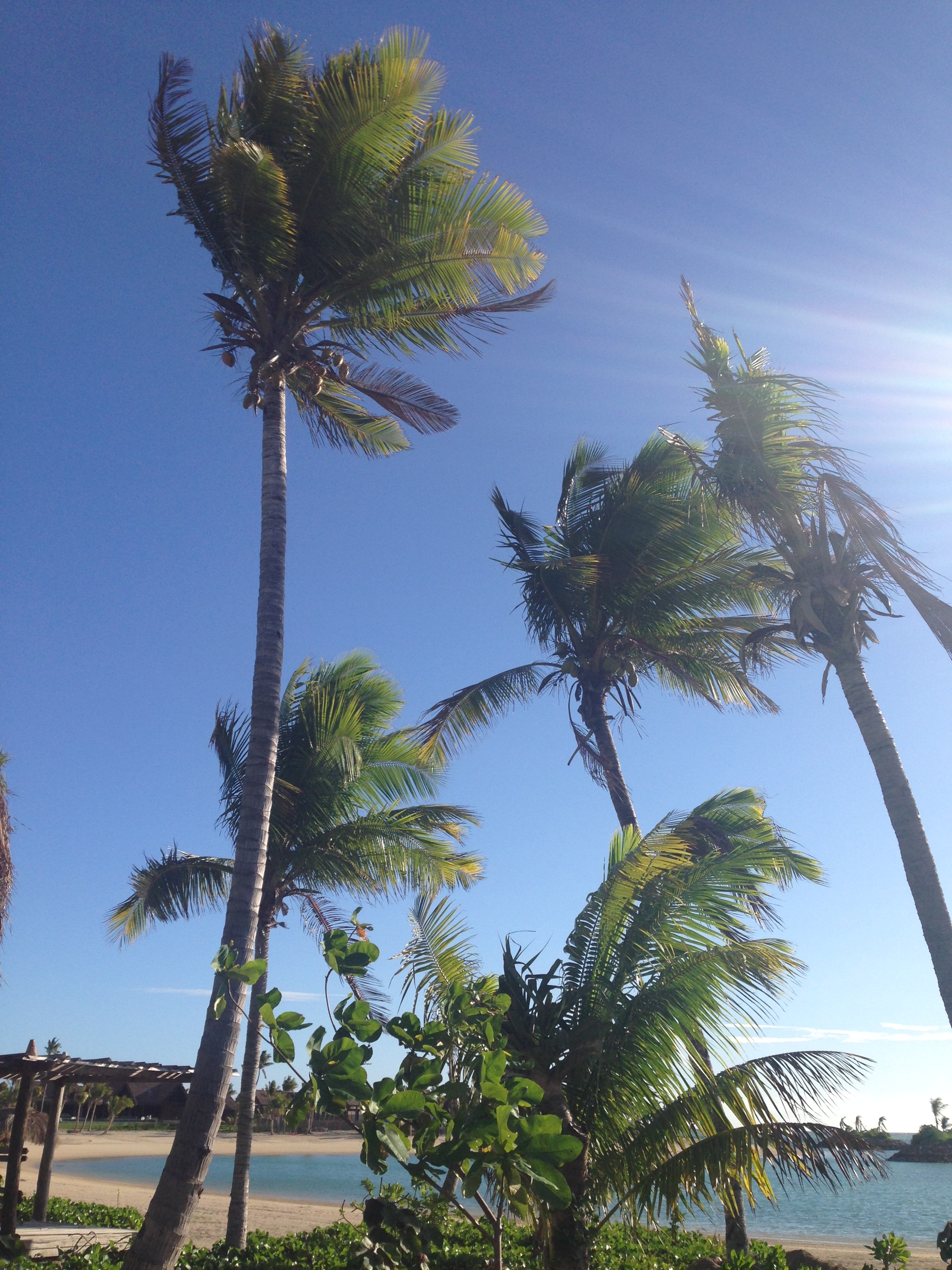 palmen himmel strand wind blau meer bucht resort urlaub landschaft natur tropisch karibisch südsee bilder kostenlos
