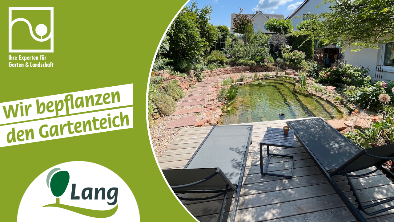 Wir bepflanzen den Gartenteich