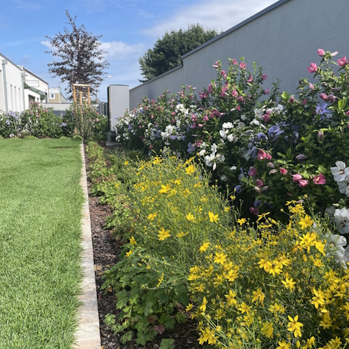 Staudenrabatte und Hibiscus