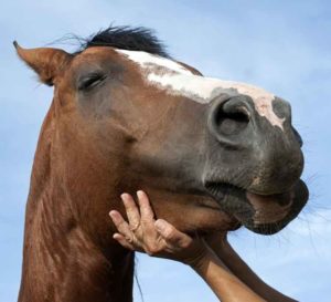 soin reiki pour chevaux