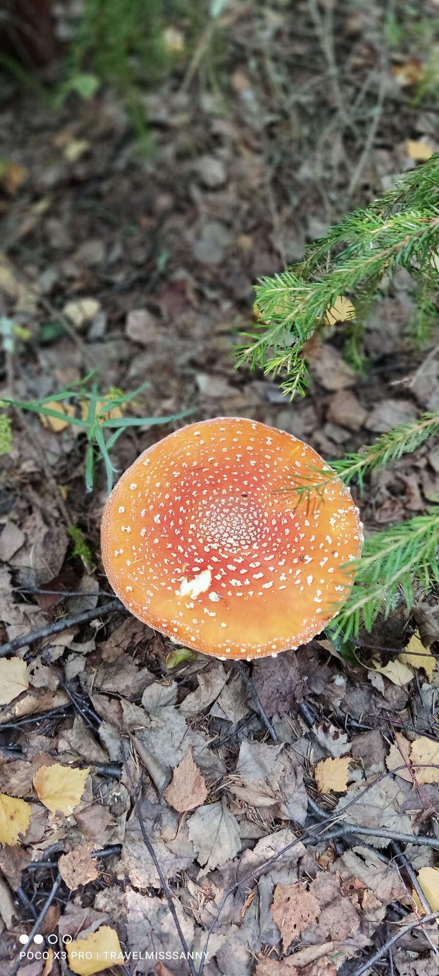 schwedischer Fliegenpilz, ich nehme an, so giftig wie der deutsche