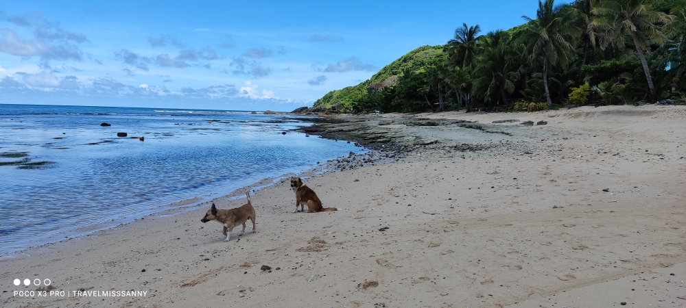 Strandwanderung mit den Hunden