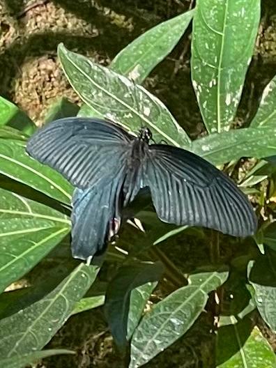 Riesen Schmetterling?!