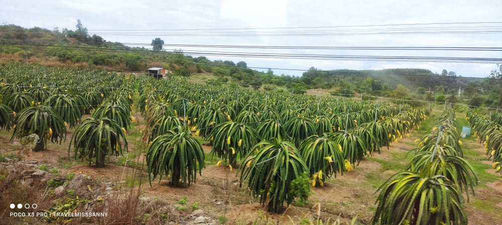 Dragonfruit-Baum