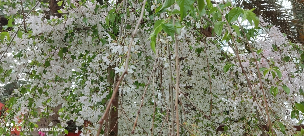 Floral Park