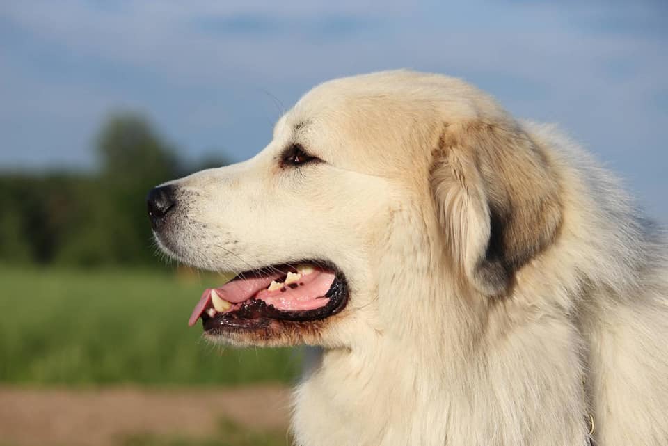 Echo de'Chien pürenee mäestikukoerte L pesakond on sündinud