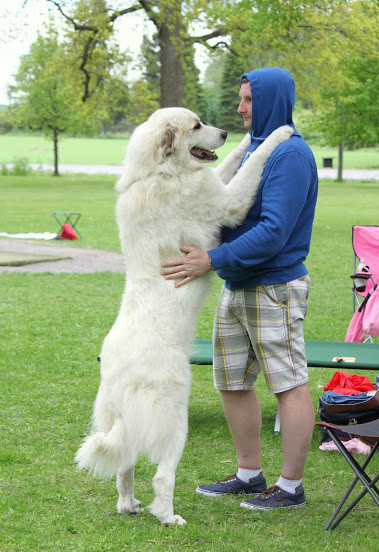 Echo de'Chien Carmen - Ex4th in champion class