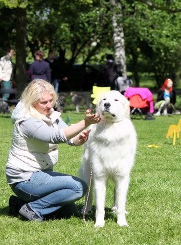 Echo de'Chien Conrad - EX1 CQ in open class BM4 res-CAC