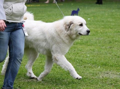 Echo de'Chien Carmen - Ex4th in champion class