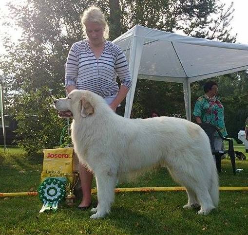 Echo de'Chien Aslan Warrior - BEST IN SHOW IV in Võru National show, judged by John Muldoon, Ireland. Photo Kalvar Silde