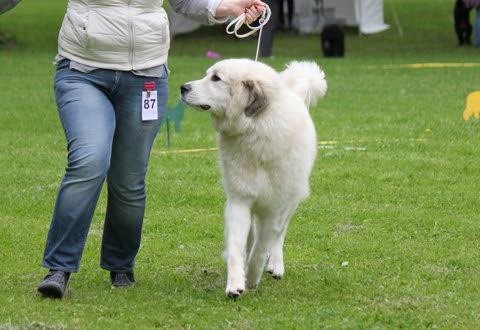 Echo de'Chien Carmen - Ex4th in champion class