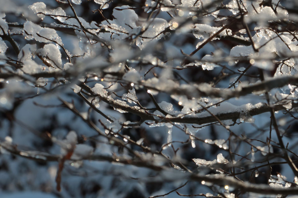 Winterwald