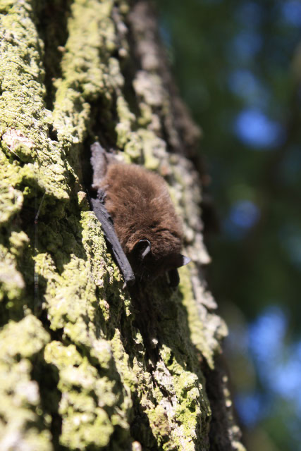 Zwergfledermaus Fledermauswanderung