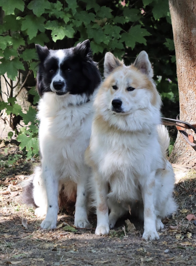 Ranti und sein "WG-Bruder" Imilio