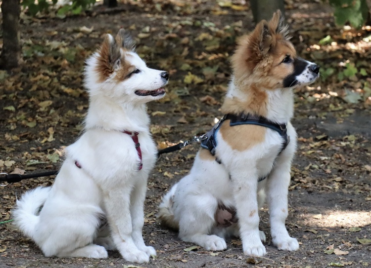 Ayu und Aduino? (leider kenne ich die A-Wurf-Welpen vom Rebstock nicht mit Namen)
