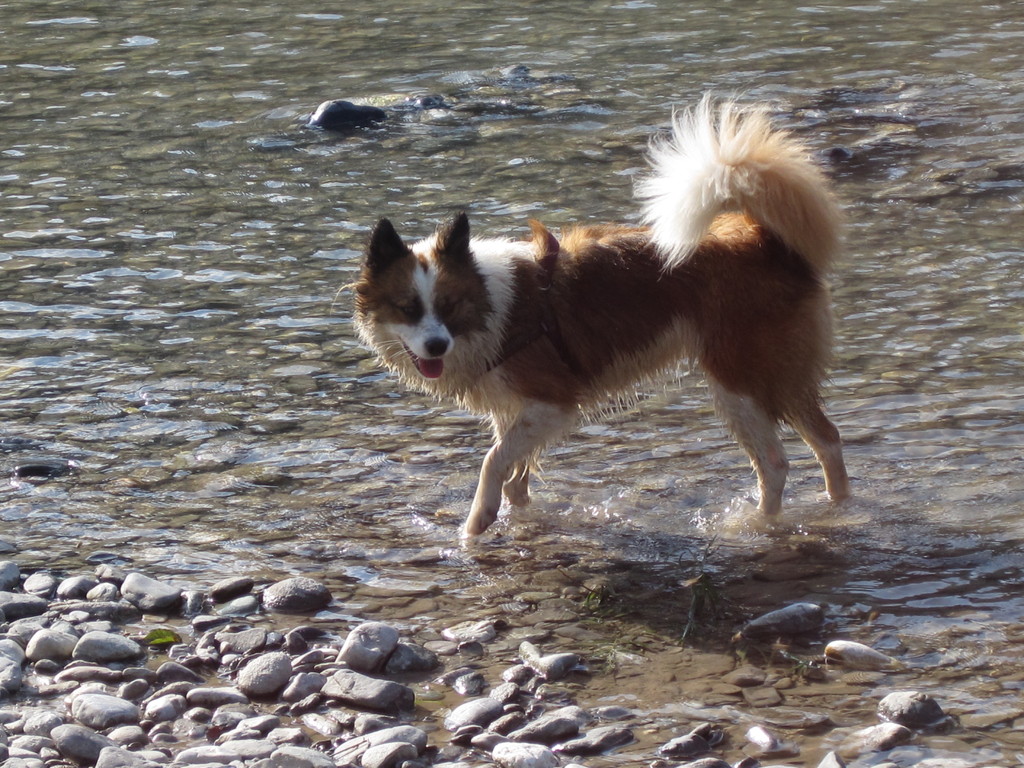 Steine im Fluss suchen