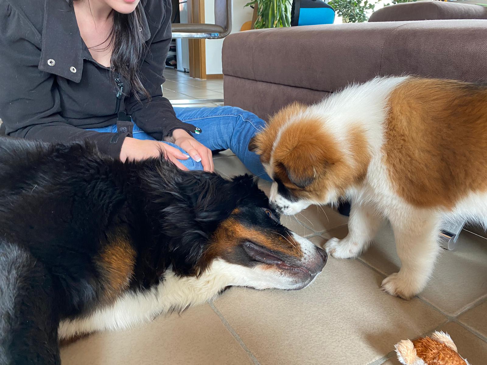 Kira lernt ihre Freundin "Müsli", eine Berner Sennenhündin kennen (18.05.21)
