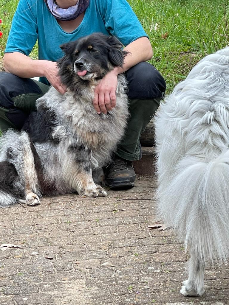 Karo holt sich zwischendrin mal eine Kuscheleinheit ab - zum Stressabbau