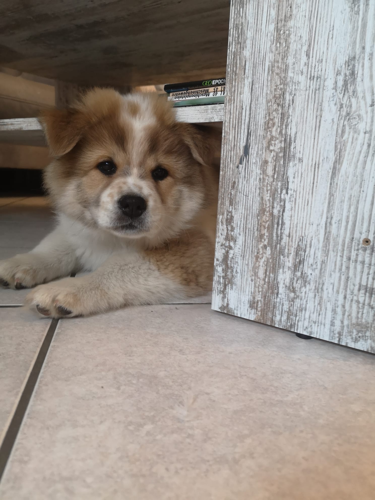Bailey ist in ihrem neuen Zuhause angekommen (15.05.21)
